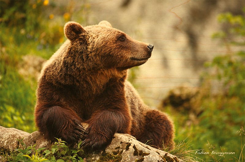 hironwoods-ours-carte-postale-bois-100x150mm-animaux image 1