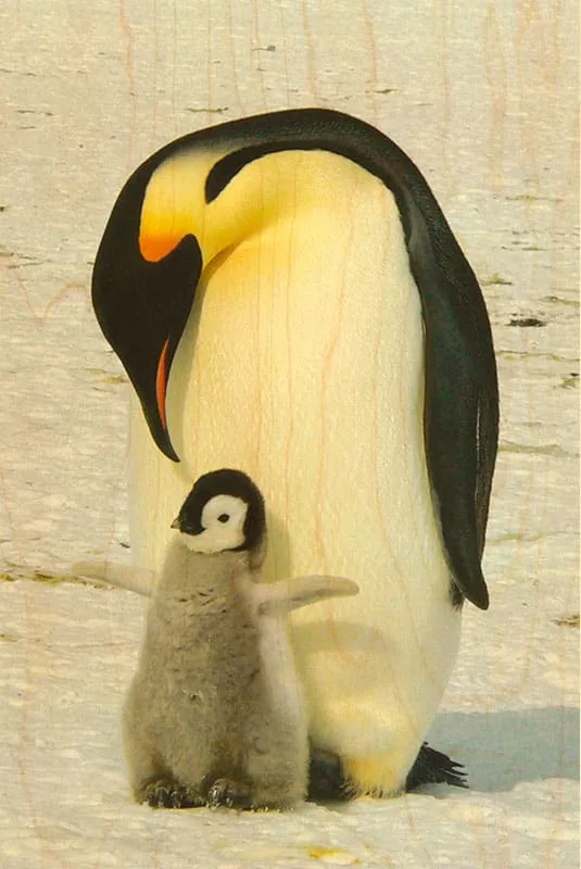 hironwoods-carte-postale-bois-oiseau-pingouins-100x150mm image 1