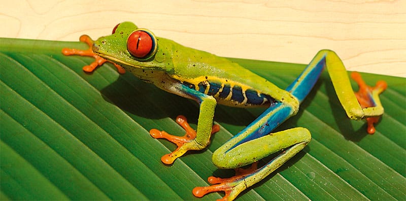 hironwoods-grenouille-carte-bois-panoramique-100x200mm image 1